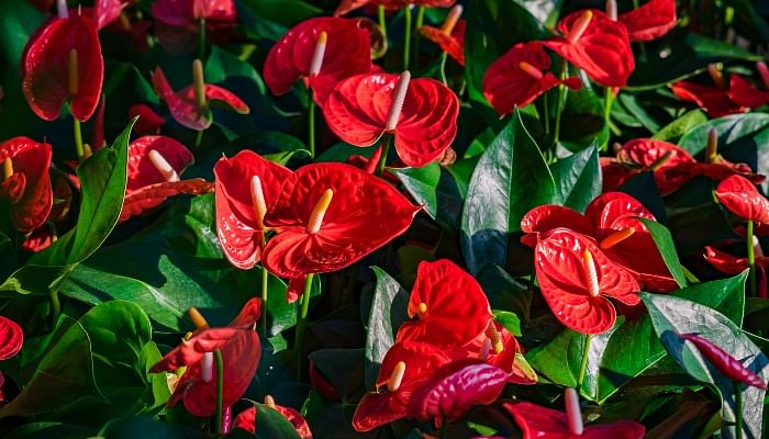 25 Lucky Plants And Flowers To Buy For Chinese New Year
