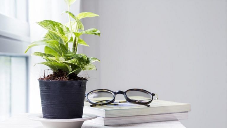 office floor plants