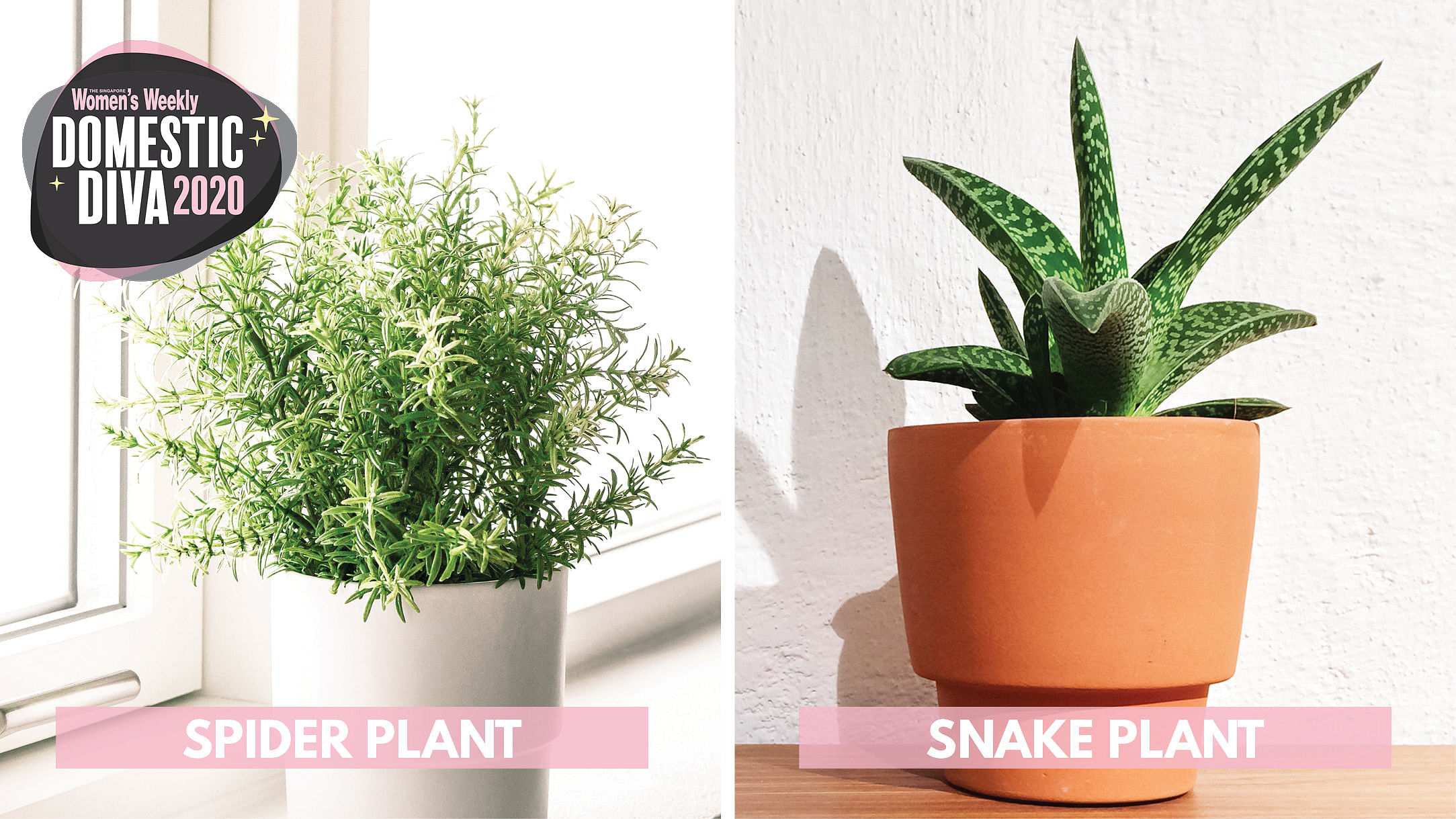 Plants For Better Sleep_SpiderPlant_SnakePlant