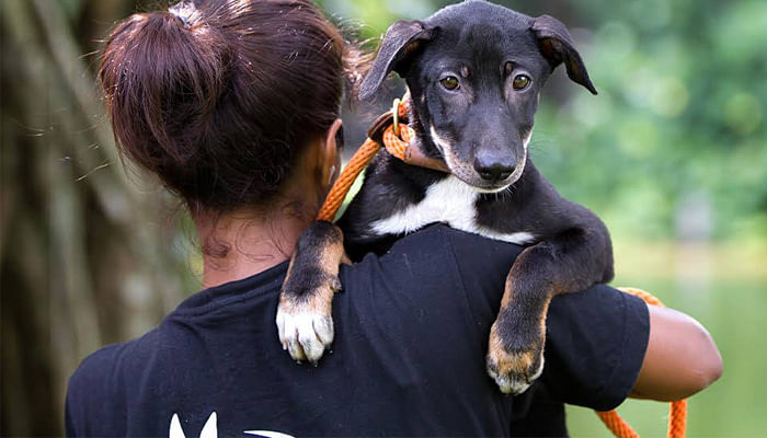8 Animal Causes To Volunteer With in Singapore - The Singapore Women's  Weekly