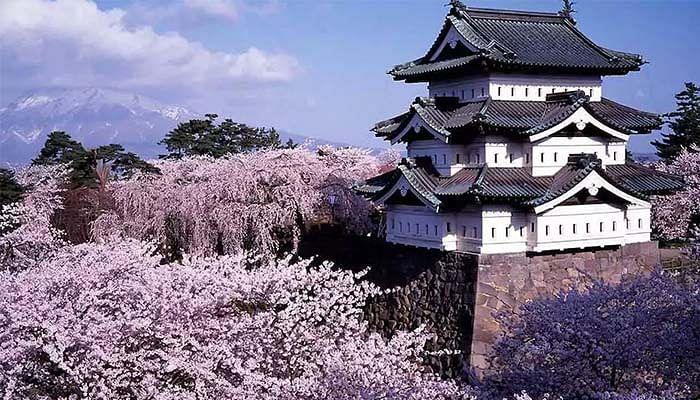 Here's Where To Go To See The Sakuras In Japan - The Singapore Women's