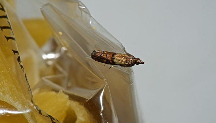 How To Get Rid Of Pantry Moths Immediately - The Singapore Women's Weekly