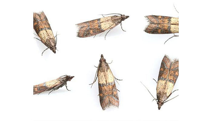 Get Rid Of Pantry Moths Immediately, How To Get Rid Of Moths In My Kitchen