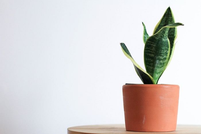 Keep These Low Maintenance Plants On Your Work Desk To Boost Your