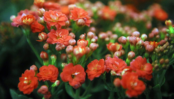 25 Lucky Plants And Flowers To Buy For Chinese New Year