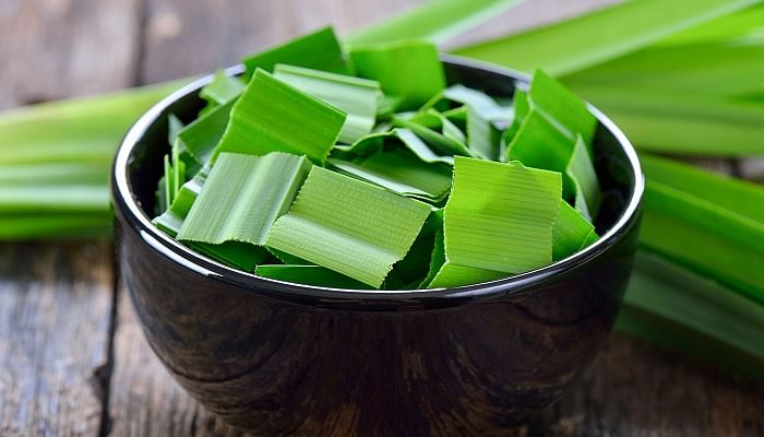 Can Pandan Help Fight Diabetes Here Are 8 Surprising Health Benefits