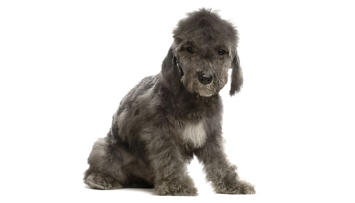 13 Hypoallergenic Dog Breeds Suitable For Allergy Sufferers