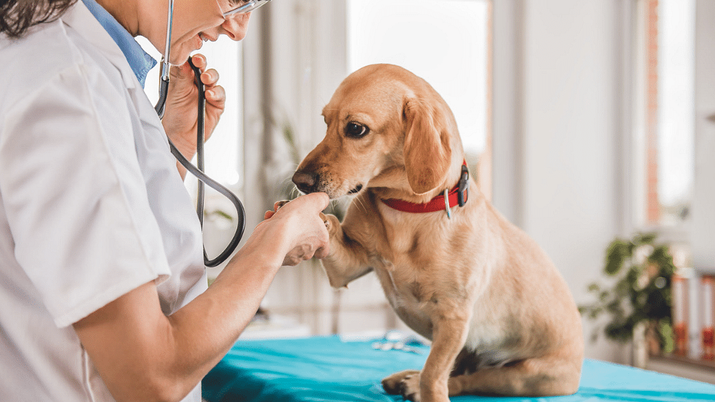 7 Mobile Vets That Offer Housecall Services For Sick Pets