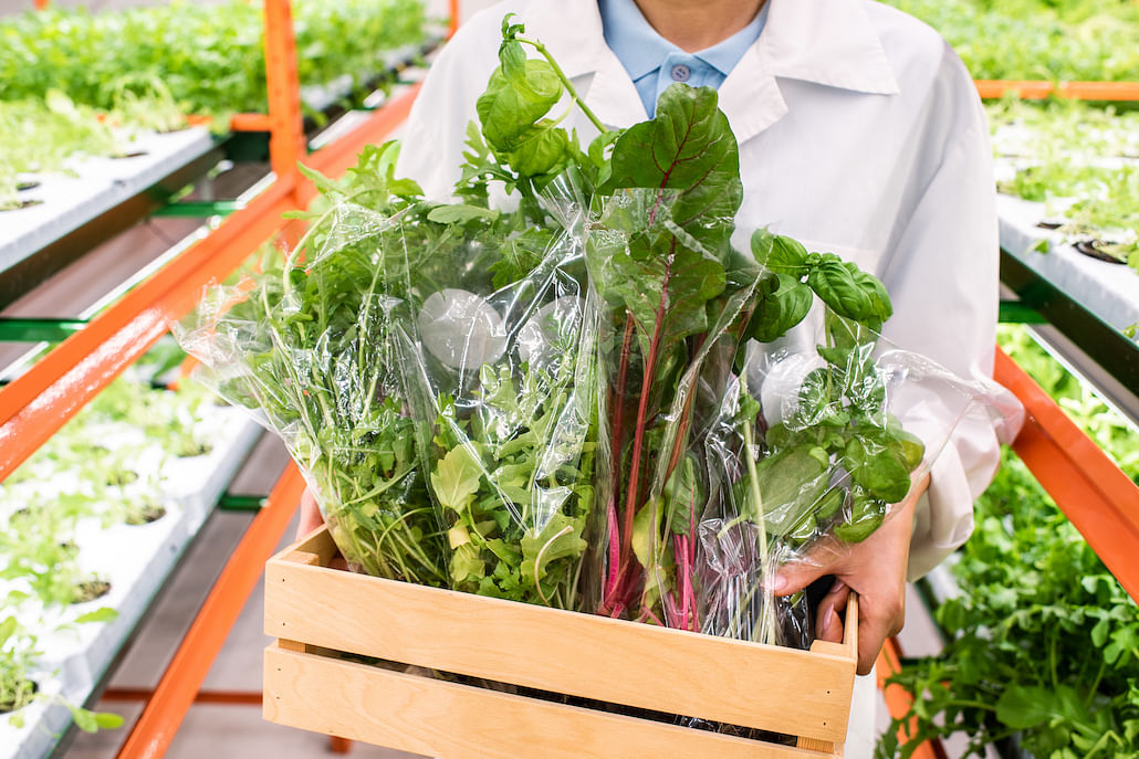 How To Set Up Your Own Hydroponic Garden In Singapore