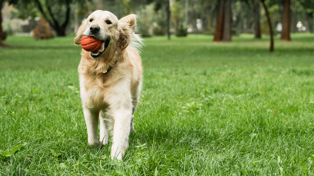 10 Dog Runs Parks For Your Furkid To Roam Free