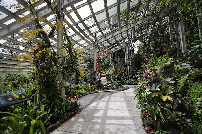 What To See At Botanic Gardens' Revamped National Orchid Garden
