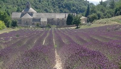 Abbey de Senanque, Provence, France.