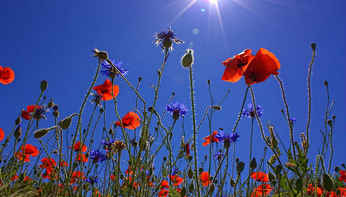 poppies in the sun