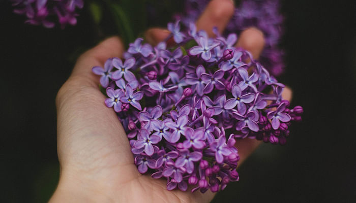 lavender flowers in a hand.