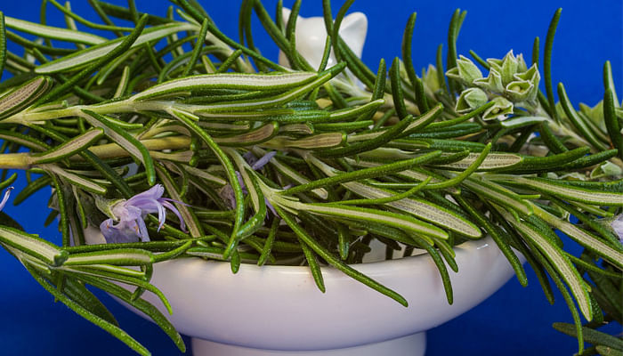 10 Versatile Herbs To Always Have In The Kitchen_Rosemary