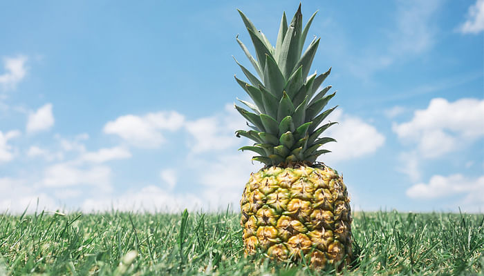 pineapple in a field